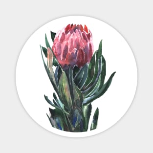 flower protea, watercolor picture Magnet